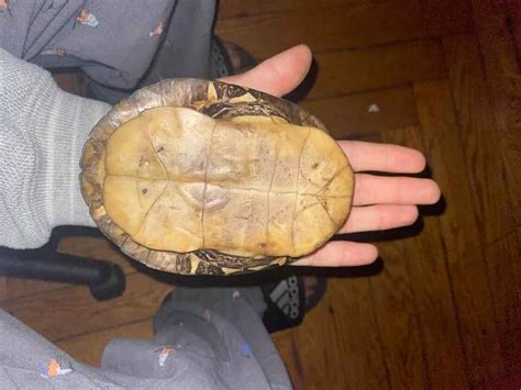 How To Preserve A Turtle Shell? A Step-By-Step Guide - Turtle Pet Guide