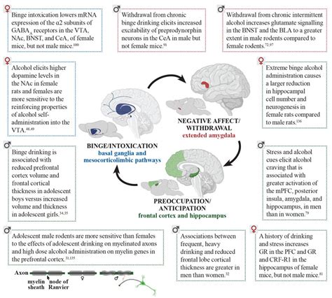 Sex Differences In The Neurobiology Of Alcohol Use Disorder Alcohol