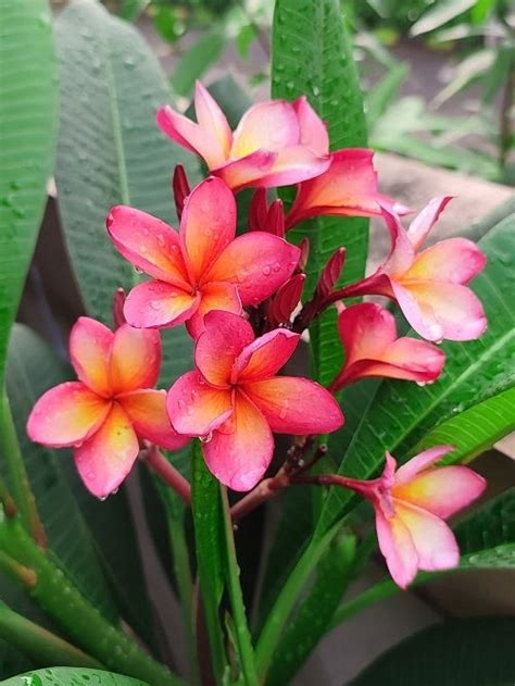 29 Different Types of Plumeria Varieties | Balcony Garden Web