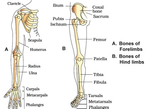 Bones And Muscles The Skeletal System Class Notes Cbse Class Hot Sex Picture