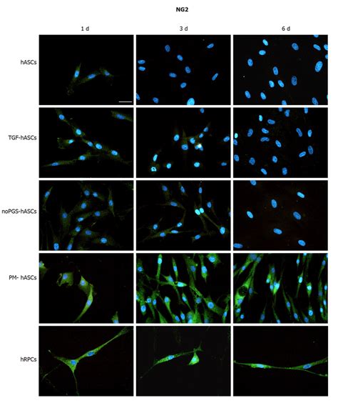 Neuralglial Antigen 2 Immunoreactivity Green Fluorescence Evaluated