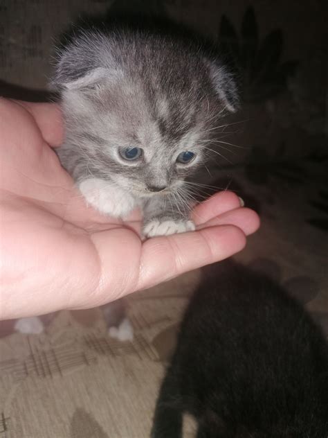 Весловухі в прямовухі шотландці: 1 000 грн. - Коти Львів на Olx