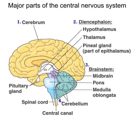 Diancephalon Hypothalamus Thalamus Epithalamus Flashcards Quizlet