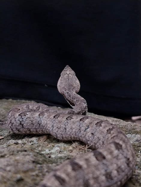 Premium Photo Venomous Snake In Sri Lanka