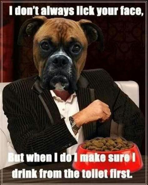 Funny Boxer Dogs Boxer Dogs Funny Cute Boxer Puppies