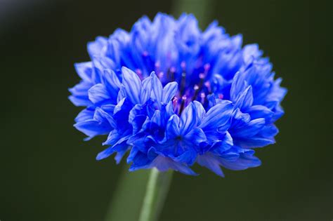 Free photo: Cornflower, Blue Flower, Macro - Free Image on Pixabay - 928943