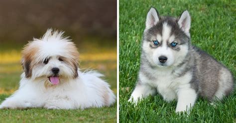 Shih Tzu Husky Mix Everything You Need To Know And Best Guide