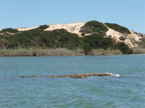 Tamar goby - Afurcagobius tamarensis
