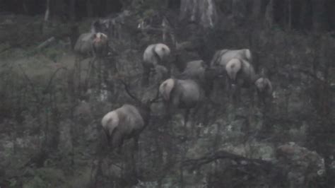 Western Washington Roosevelt Elk Hunting Youtube