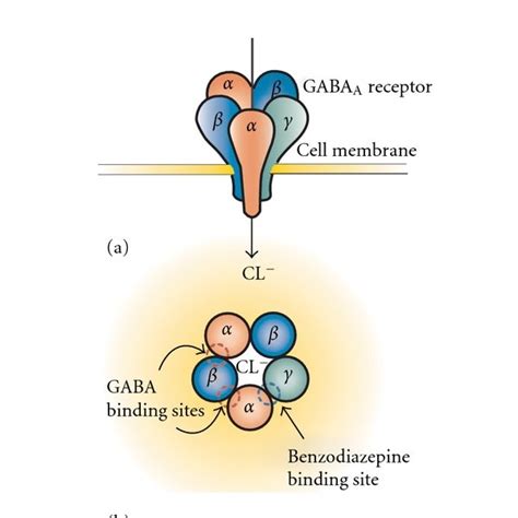 Representation Of The Gabaa Receptor Structure The Inhibitory Gabaa Download Scientific