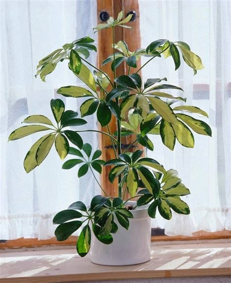 Пересадка шеффлеры: В молодом возрасте рекомендуется пересаживать ...