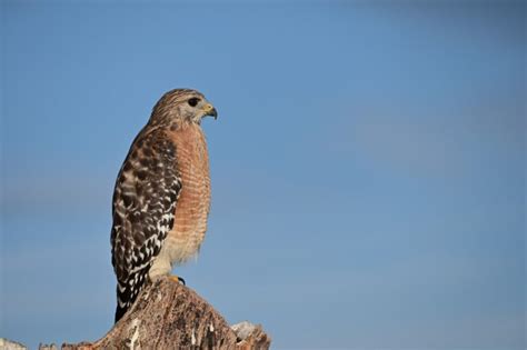 Hawks In Iowa Find All Species In The Hawkeye State