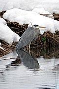 Category Ardea Cinerea In France Wikimedia Commons