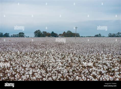 Cotton Plants Hi Res Stock Photography And Images Alamy