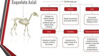 Anatom A Topogr Fica Comparada Ppt Descarga Gratuita