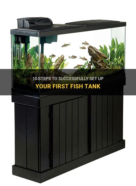 10 Steps To Successfully Set Up Your First Fish Tank Petshun