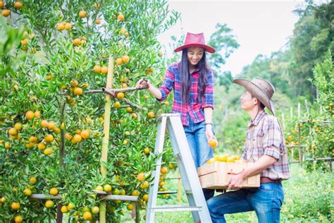 Do All Oranges Grow On Trees Garden Eco