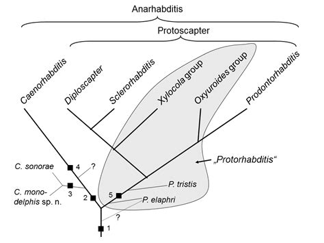 Nematodes Taxonomy Morphology And Phylogeny