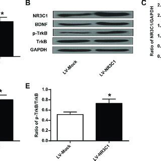 The Change Of NR3C1 BDNF And P TrkB Protein In Rats Hippocampus After