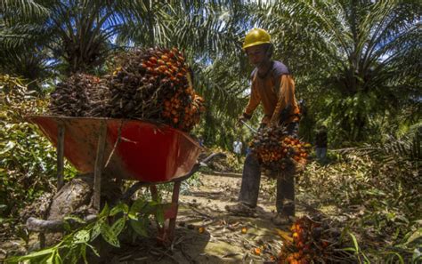 Harga Terbaru Tbs Sawit Di Bengkulu Mei Ada Kenaikan Capai Rp