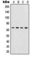 Anti Rela Nfkb P Antibody Rabbit Anti Human Polyclonal Lsbio