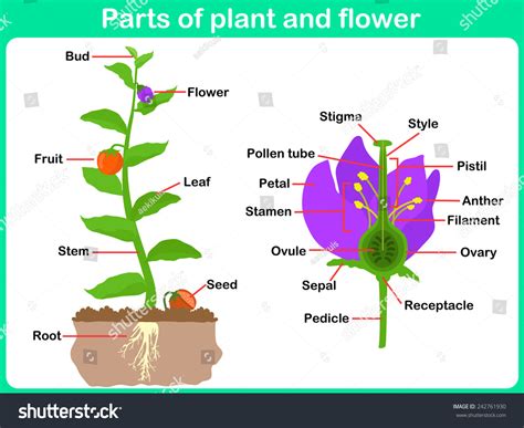 Parts Of A Plant For Kids Printable