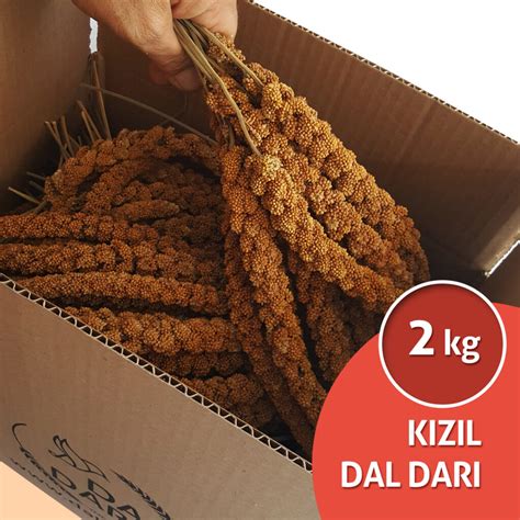 Dal Darı Kızıl Dal Darı Satış