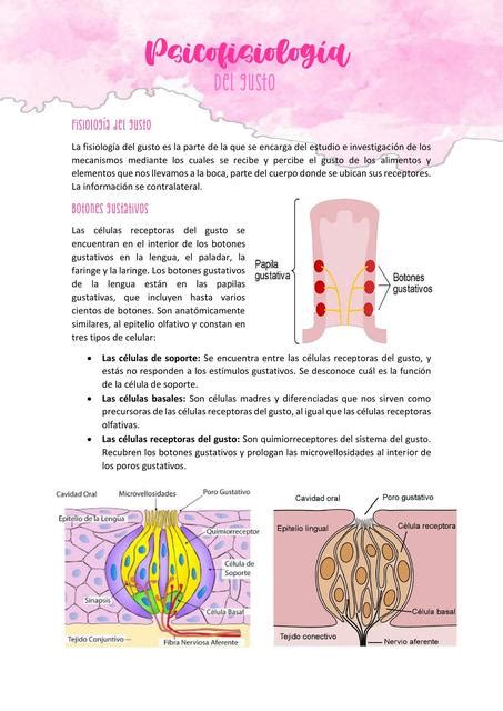 Fisiología del gusto Sabrina Grandez uDocz