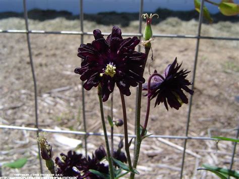 Photo Of The Bloom Of Columbine Aquilegia Vulgaris Black Barlow