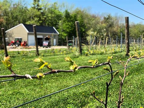 Cellardoor Winery Home Facebook