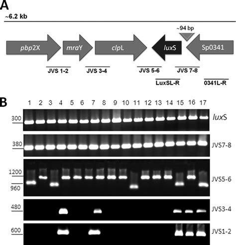 Overlapping Pcr Approach Used To Locate The Luxs Gene In S Pneumoniae