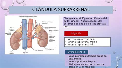 Anatom A Retroperitoneo Y Ri On Ppt Pptx