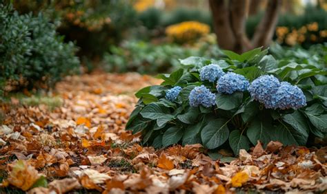 Hortensie Bl Ht Nicht Ursachen Und L Sungen Finden