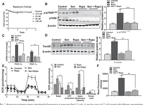 Figure From Activation Of The Mtorc Pgc Axis Promotes