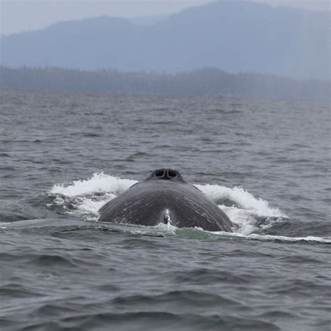 Coastal Tours Sitka