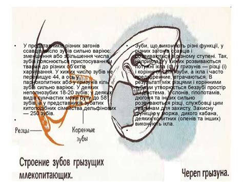 Зуби ссавців - online presentation