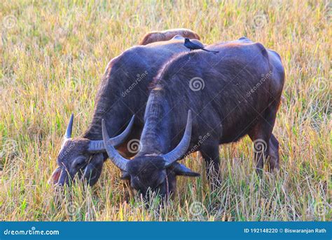 Buffalos Grazing On Field In Forest Wallpaper Hd Stock Photo Image Of