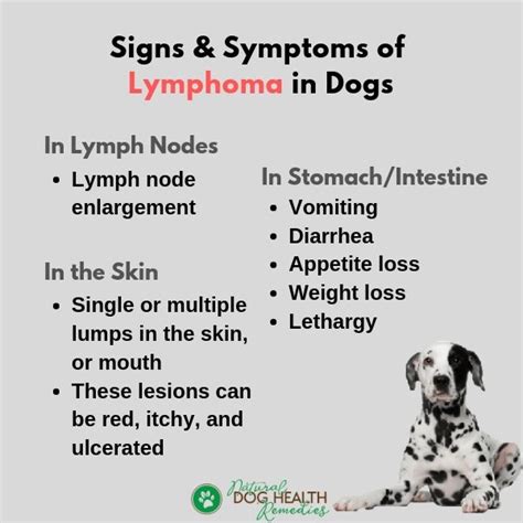 Lymphoma in Dogs | Symptoms and Treatment