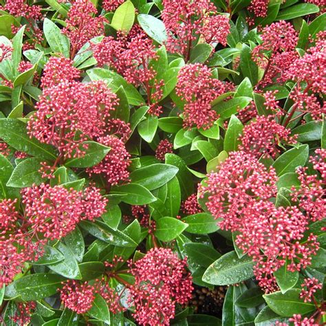 Skimmia Japonica Rubella Carbeth Plants