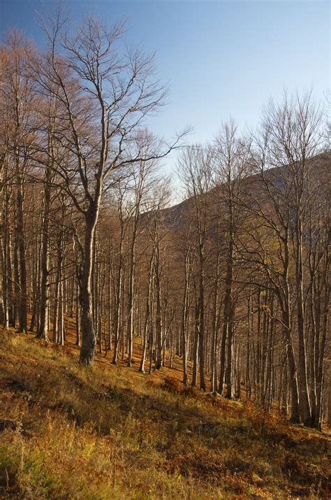 Fotos Gratis Paisaje Rbol Naturaleza Bosque Al Aire Libre