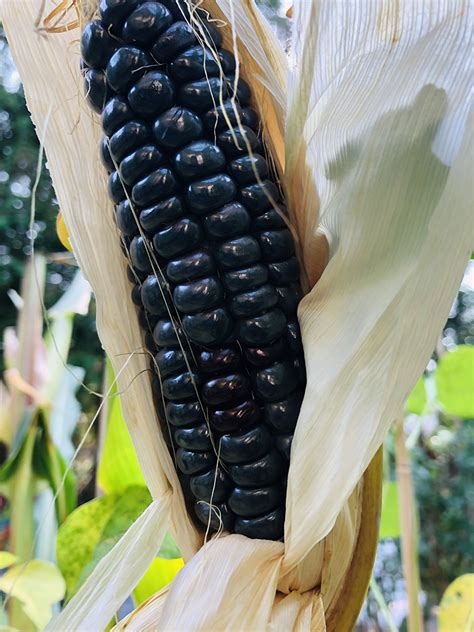 Corn Blue Hopi Seeds Heirloom Seeds Canada