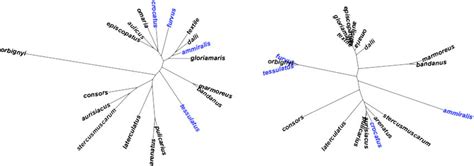 Comparison Of The Dna Based Phylogeny Of Cone Snails Left After Nam