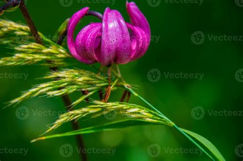 lilium martagon flowers 33356424 Stock Photo at Vecteezy