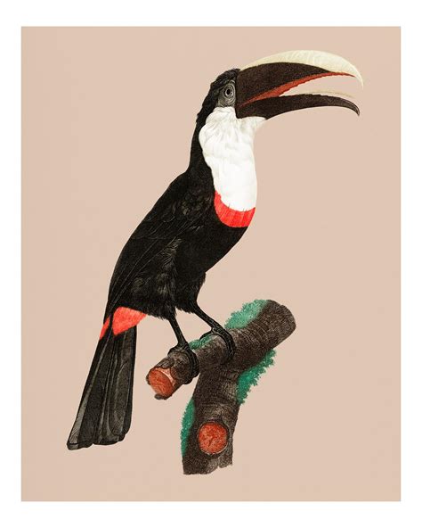 Toucan Ramphastos Vintage Illustration Wall Art Print And Poster Des Royalty Free