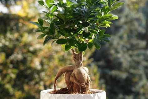 Ginseng Ficus Microcarpa Bonsai How To Grow And Care Florgeous