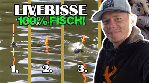 Dieser Köder bringt 100 Fisch LIVEBISSE beim Raubfisch Friedfisch