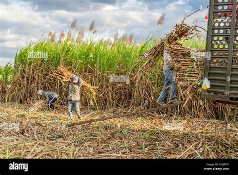 Harvesting Sugarcane