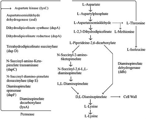 Flow Scheme Of L Lysine Formation Pathway Download Scientific Diagram