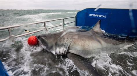 Great White Shark Secrets Revealed By Tracking Lydia S Tweets Cbc News