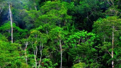 Gambar Ekosistem Hutan Hujan Tropis - Homecare24